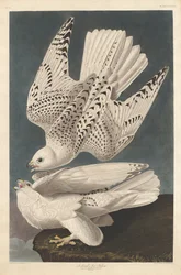 Isländischer oder Jer-Falke, 1837